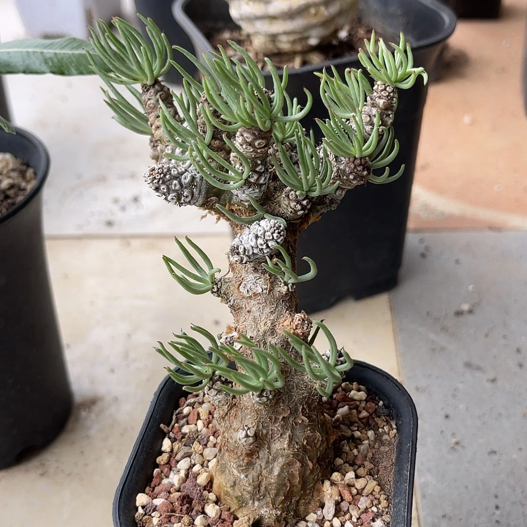 老家产地白象奇峰锦