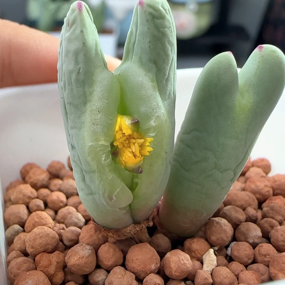 0628/裂开的红边少将/