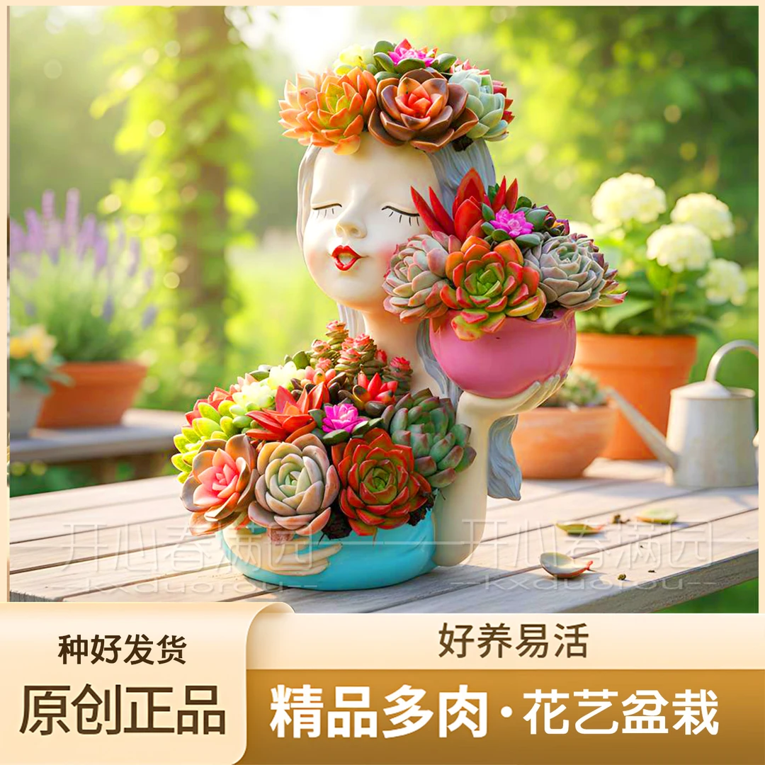 2026精美少女系列多肉组合盆栽带盆带土栽种好成品发货