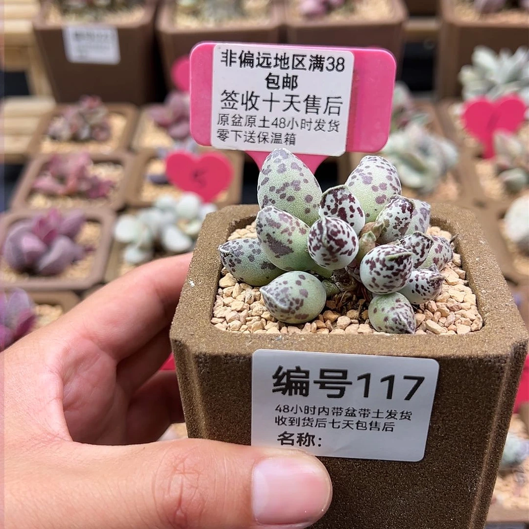 Z****_117特白肌海豹多肉植物