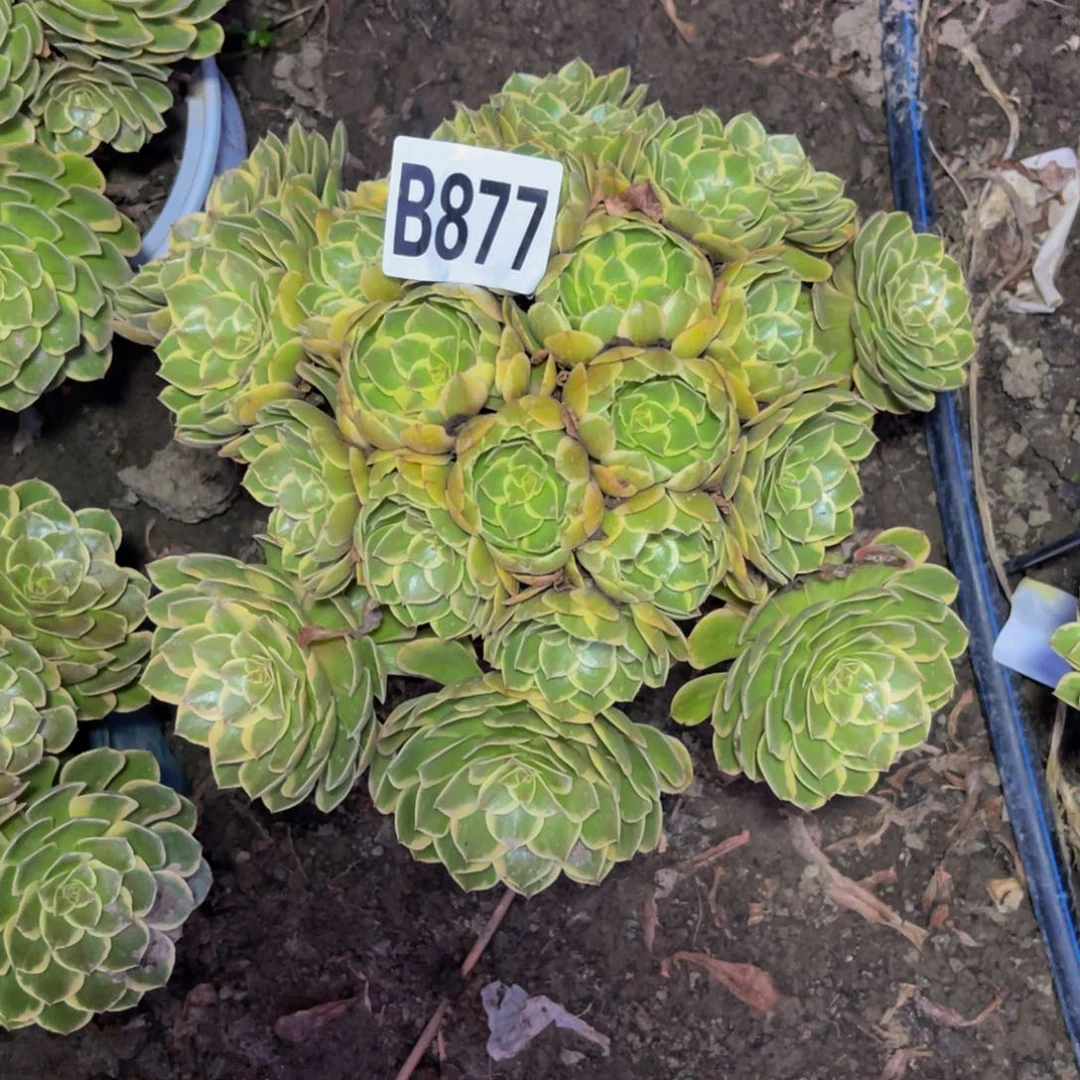 粉花妖26//29包邮
