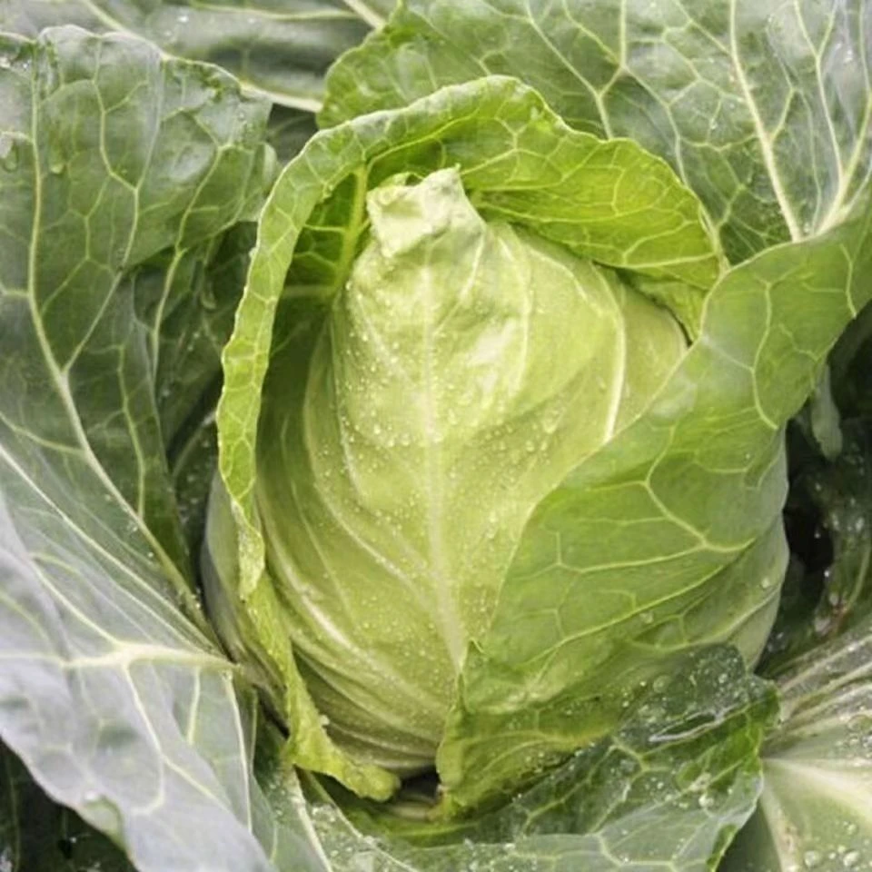 贵州高山农家自种新鲜牛心菜尖顶牛现砍现发蔬菜产地直发