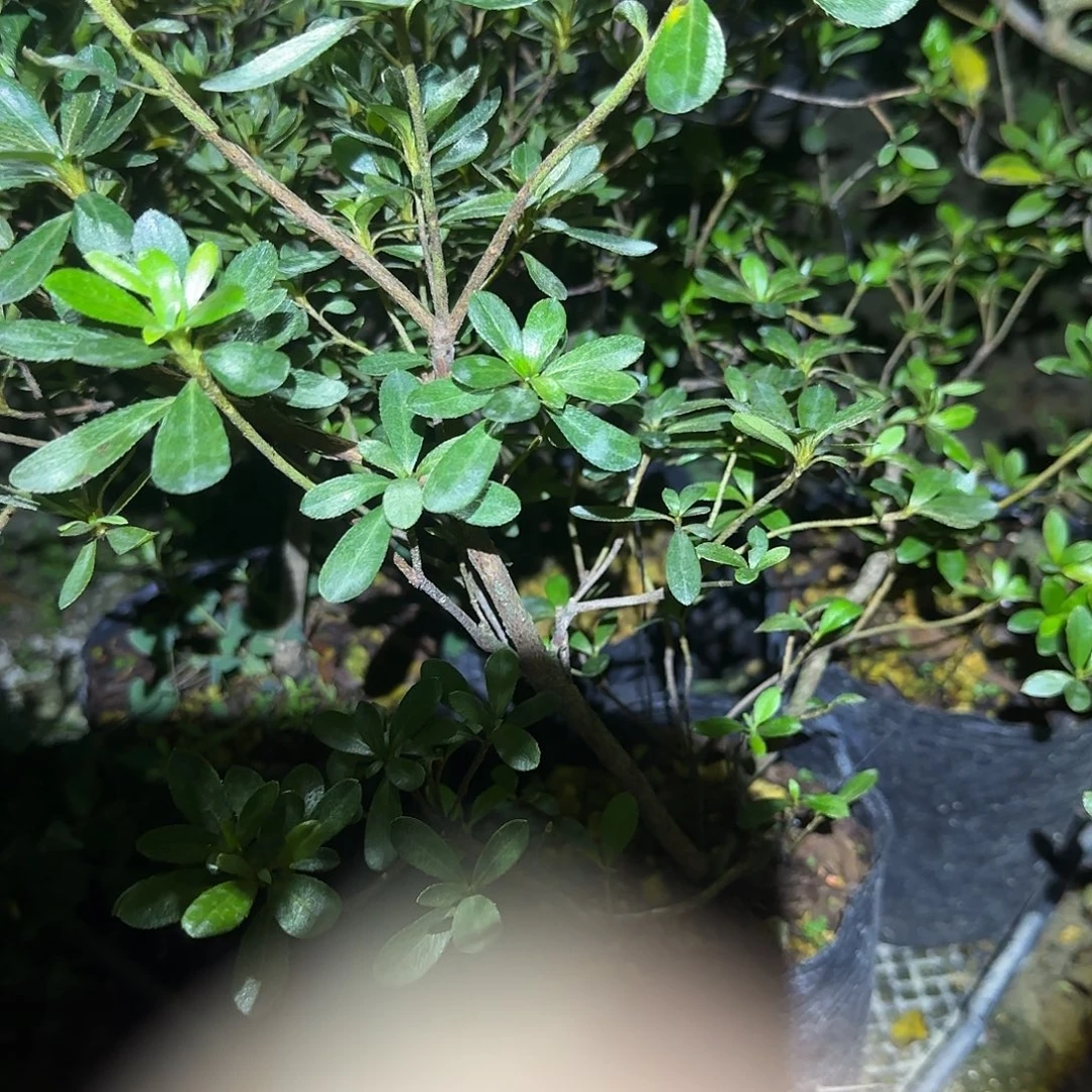 无花朵4课有花朵的