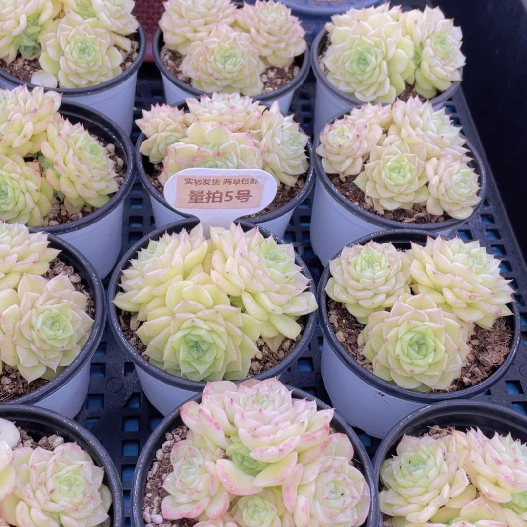 量拍5号珍妮果冻白天鹅麦秆群一个