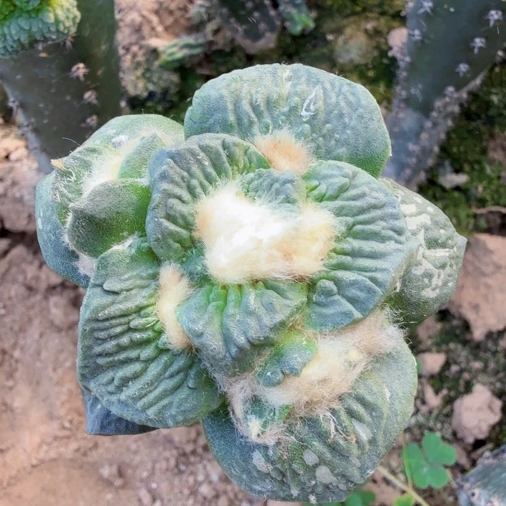 无花朵975蓝白肌花怒牡丹掌东五