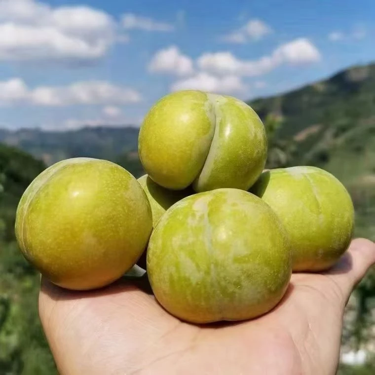 贵州高山正宗蜂糖李现摘现发脱骨李脆甜多汁应季孕妇水果