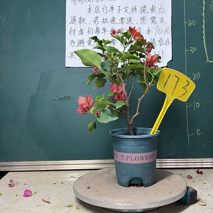 完全开放  不甜西瓜  173