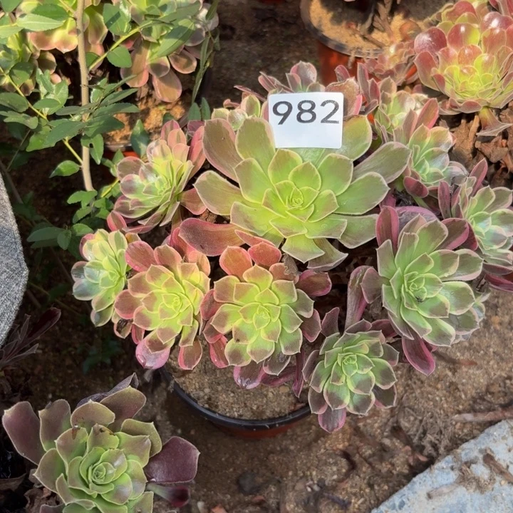金丝雀多肉植物不包损982