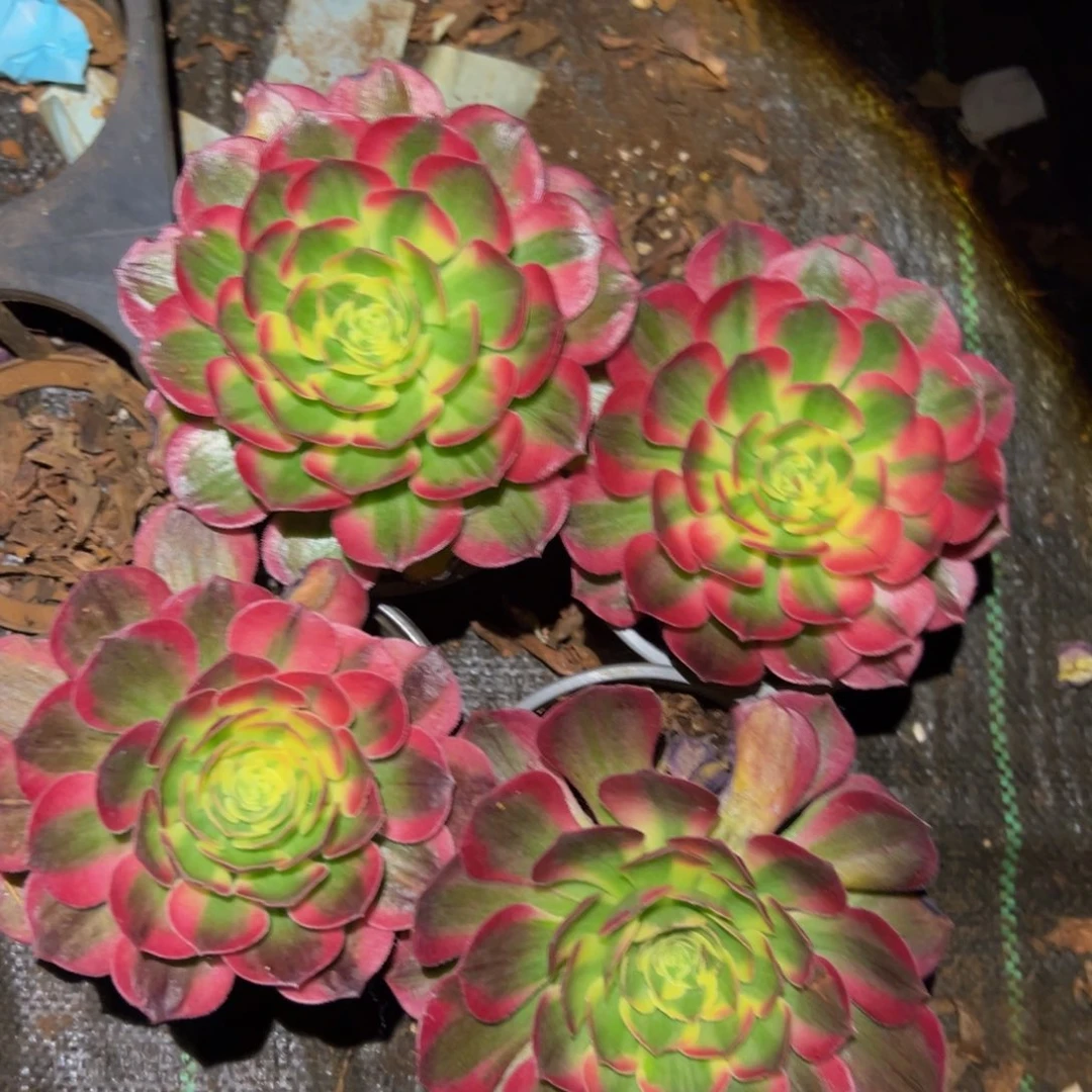 多肉植物00海仙单头4颗