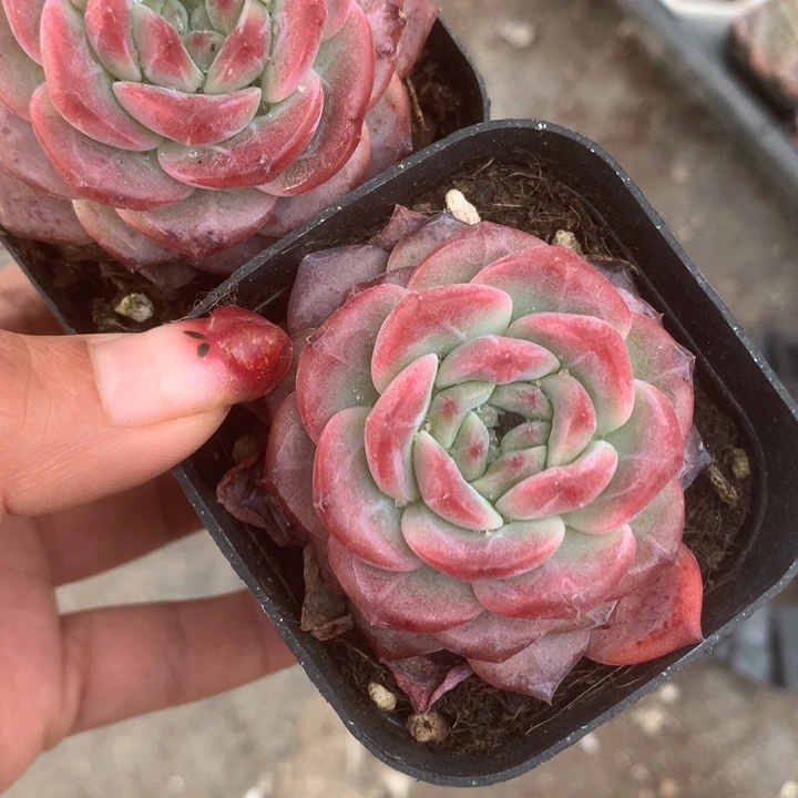 雪芙蓉颗。（满9.99包邮不满9.99发空盆）