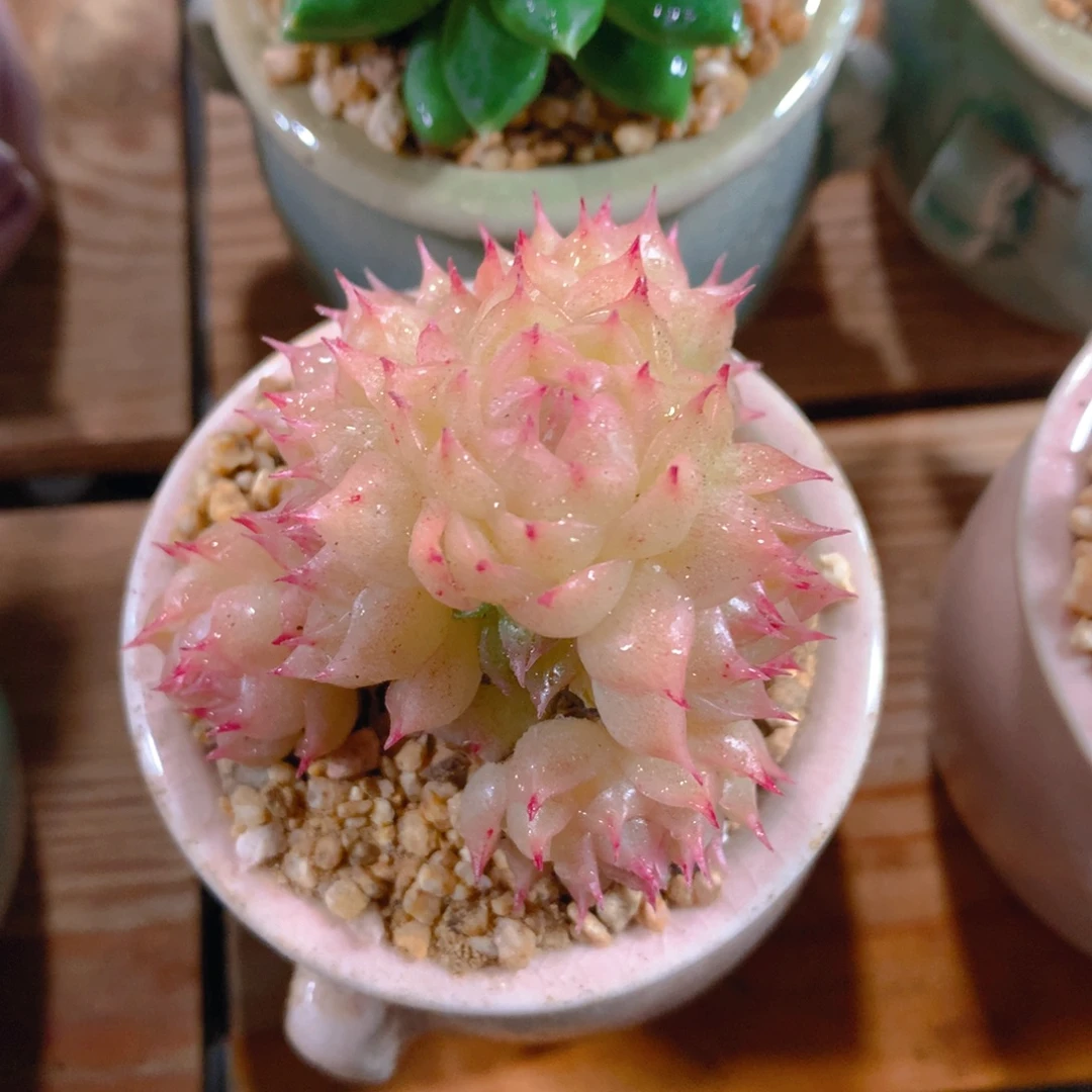 小尾巴5CM迷你拇指盆N034