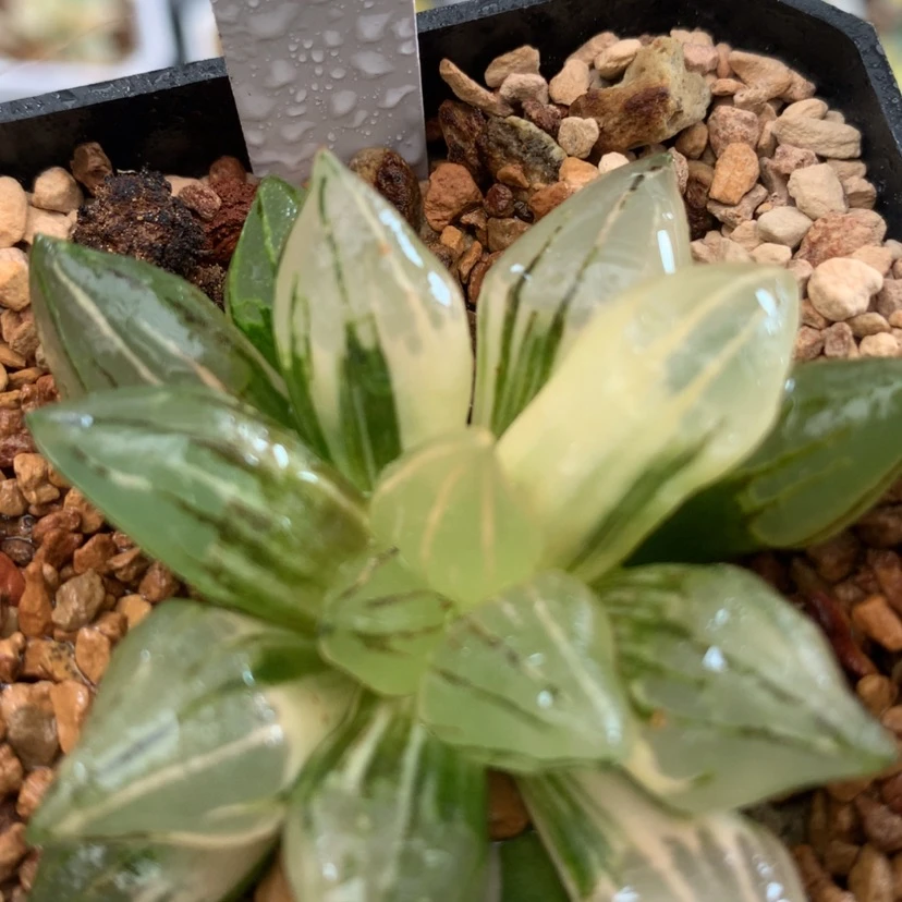 【闪购商品】21西瓜