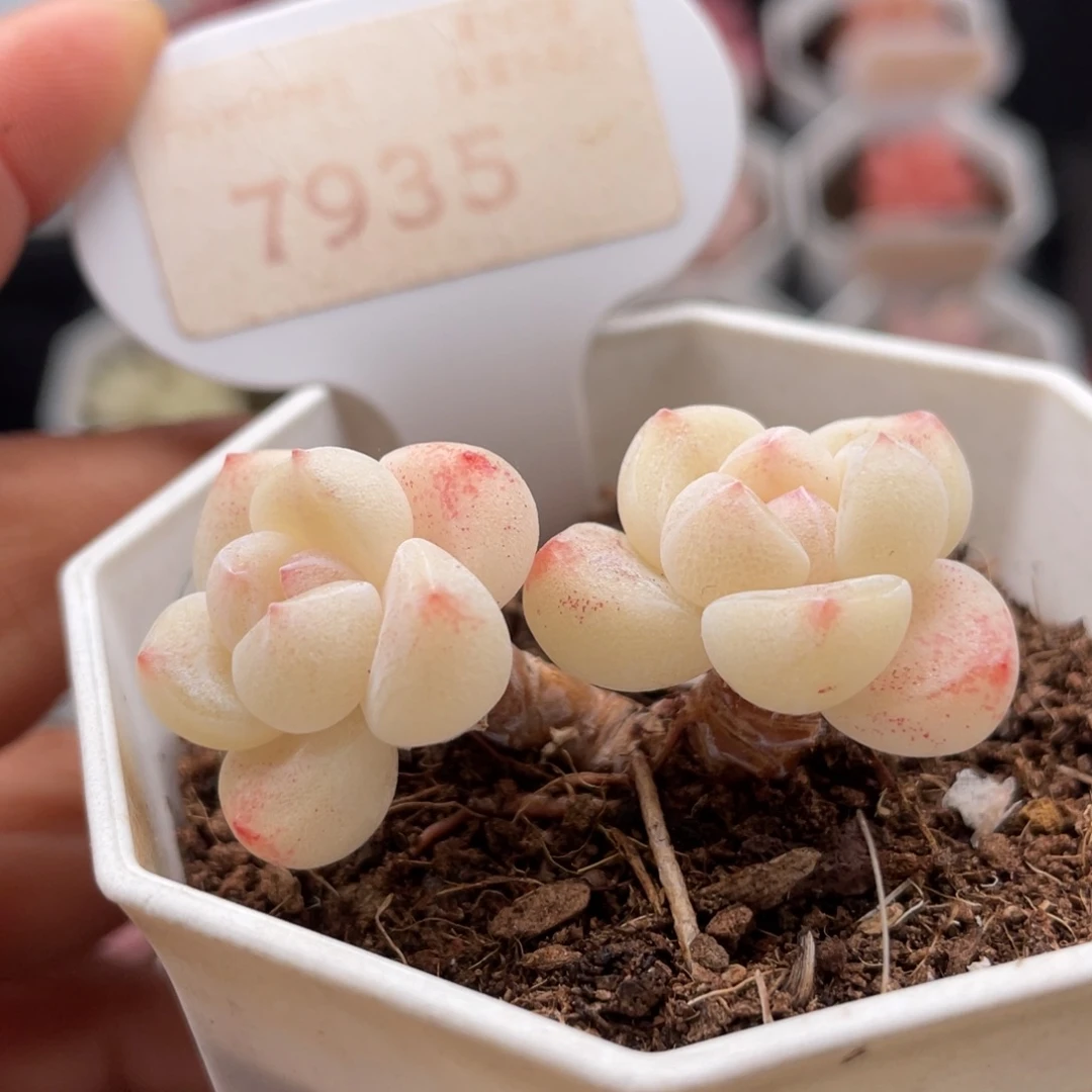 冰玉7935-4.5厘米