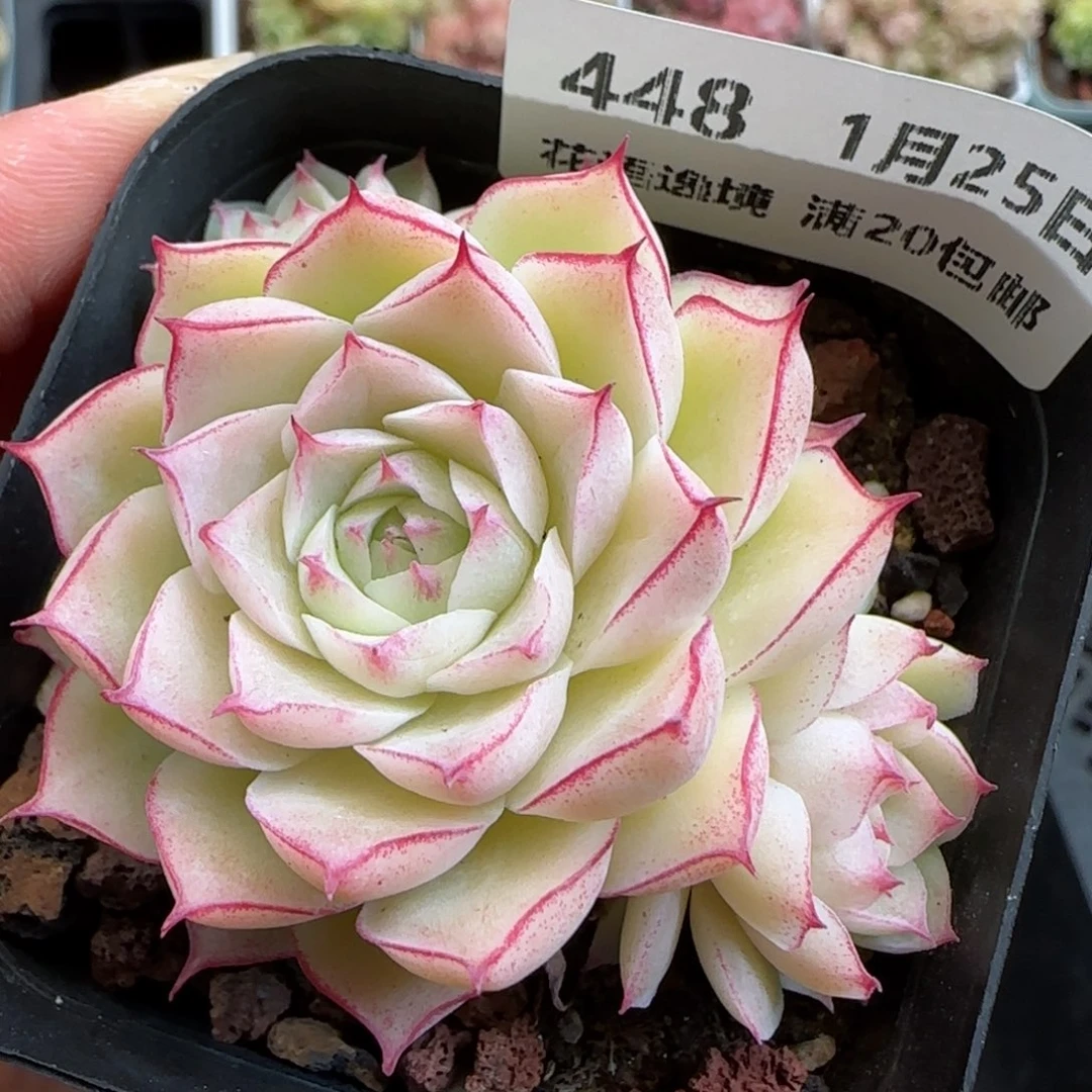 花语逸镜0125-448