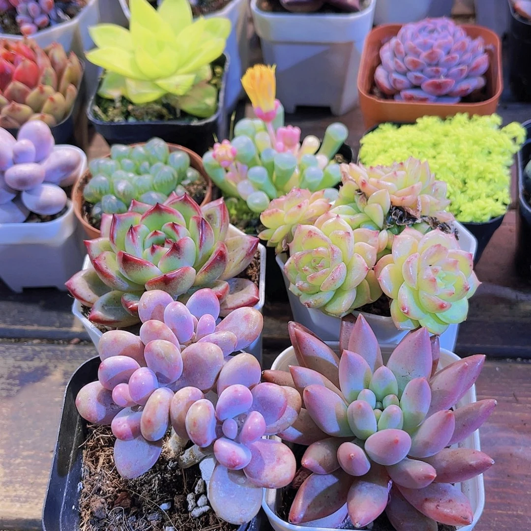 夜魔侠➕麦秆群➕桃蛋➕红蜻蜓