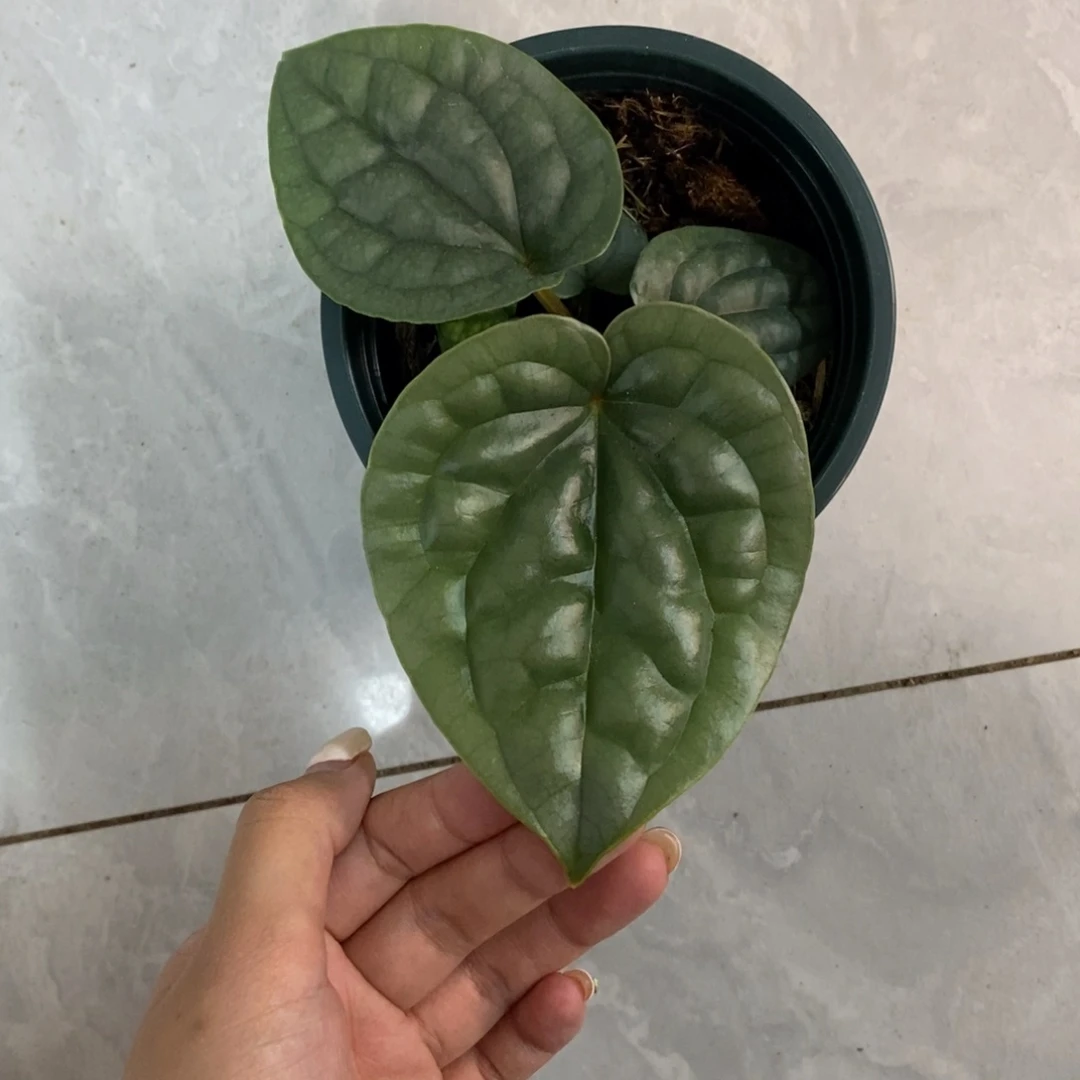 不开花植物奢华籽播