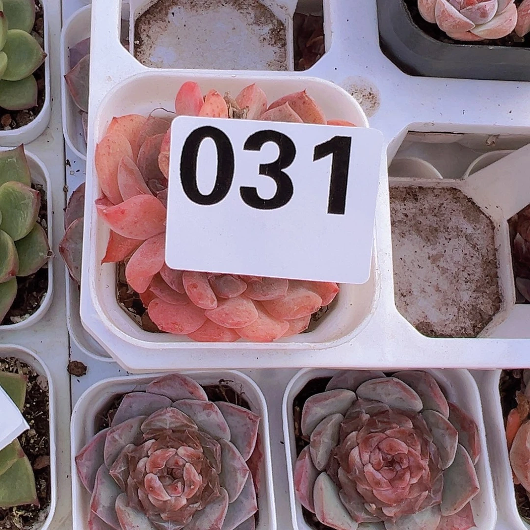 ****༊031草莓果酱缀化多肉