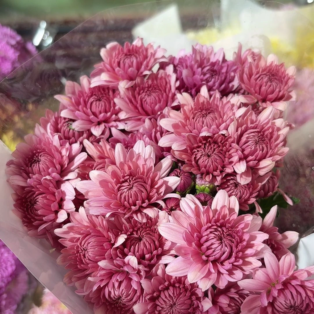 基地 晚霞小菊10支