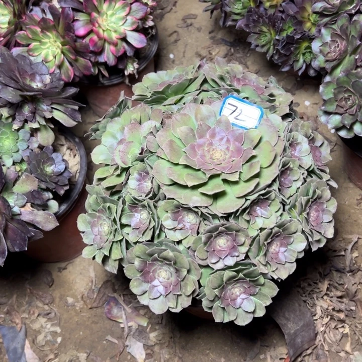 沙拉碗72多肉植物