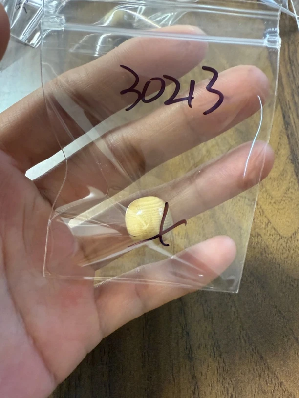 30213猛犸牙单珠瑕疵配饰介意勿拍