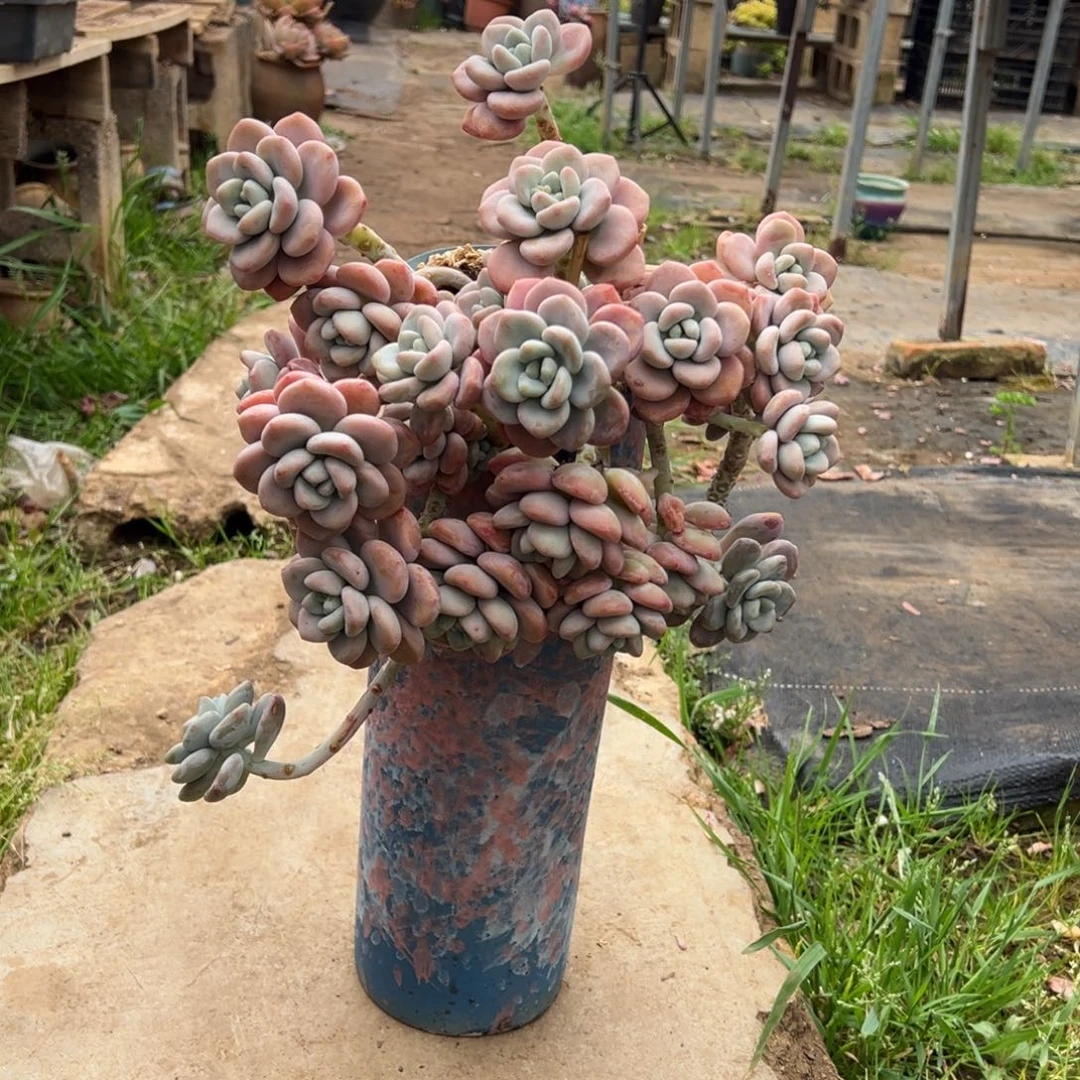 露养老桩脱土裸根洛神