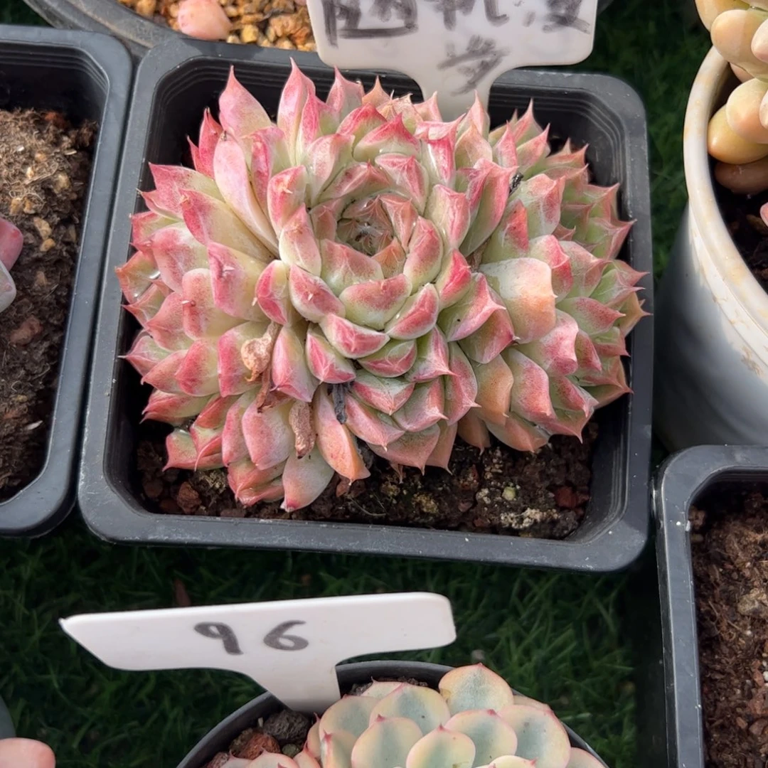桃熏多肉植物保护研究所