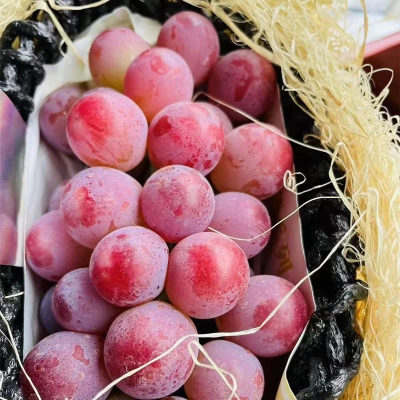 -【云南-妮娜皇后】云南现货妮娜皇后葡萄当季新鲜无籽葡萄香味浓郁