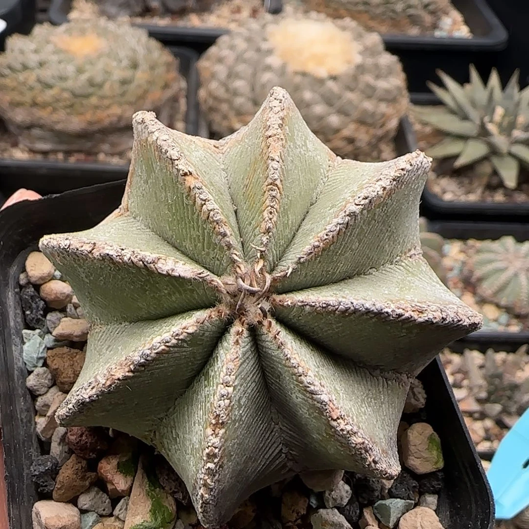 辛顿花龙仙人球 11111111111111