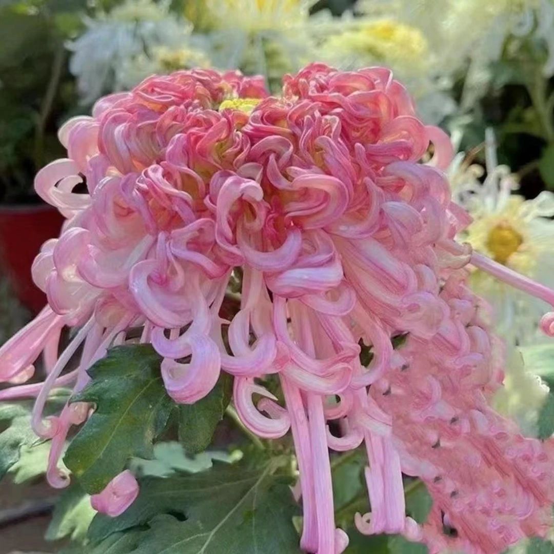 【沽水流霞】大花丝菊室内外盆栽地载稀有花卉菊花办公室绿植盆栽