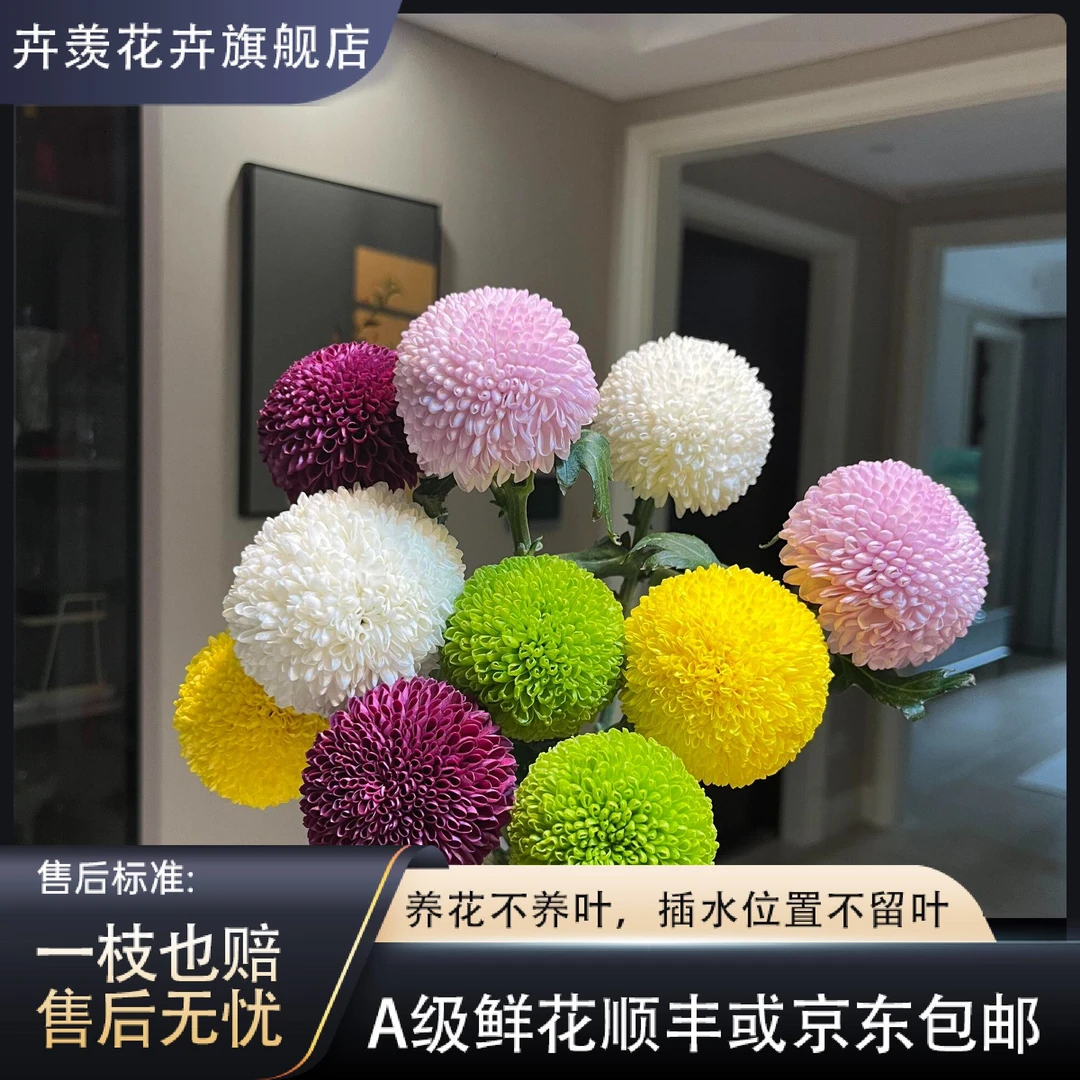 【卉羡】【混色】乒乓菊10支装50~60cm点缀装饰客厅茶几家具摆件