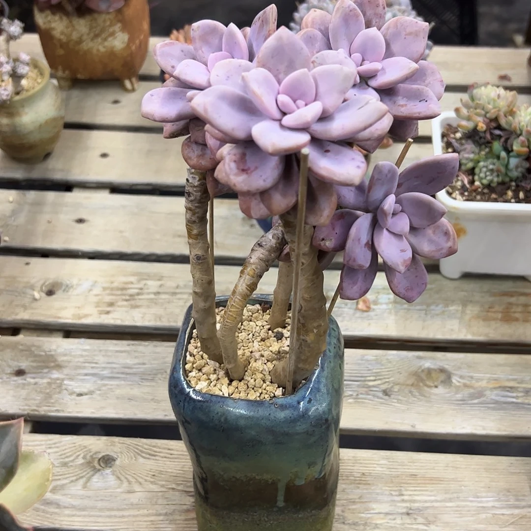 z****桃霜28 零零多肉植物