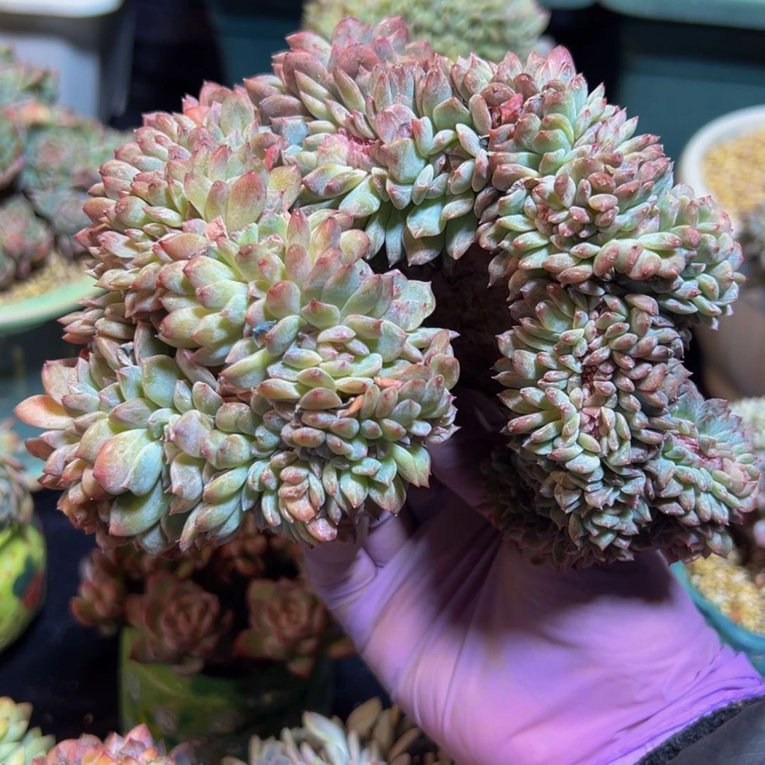 新年快乐 新年快乐 新年快乐