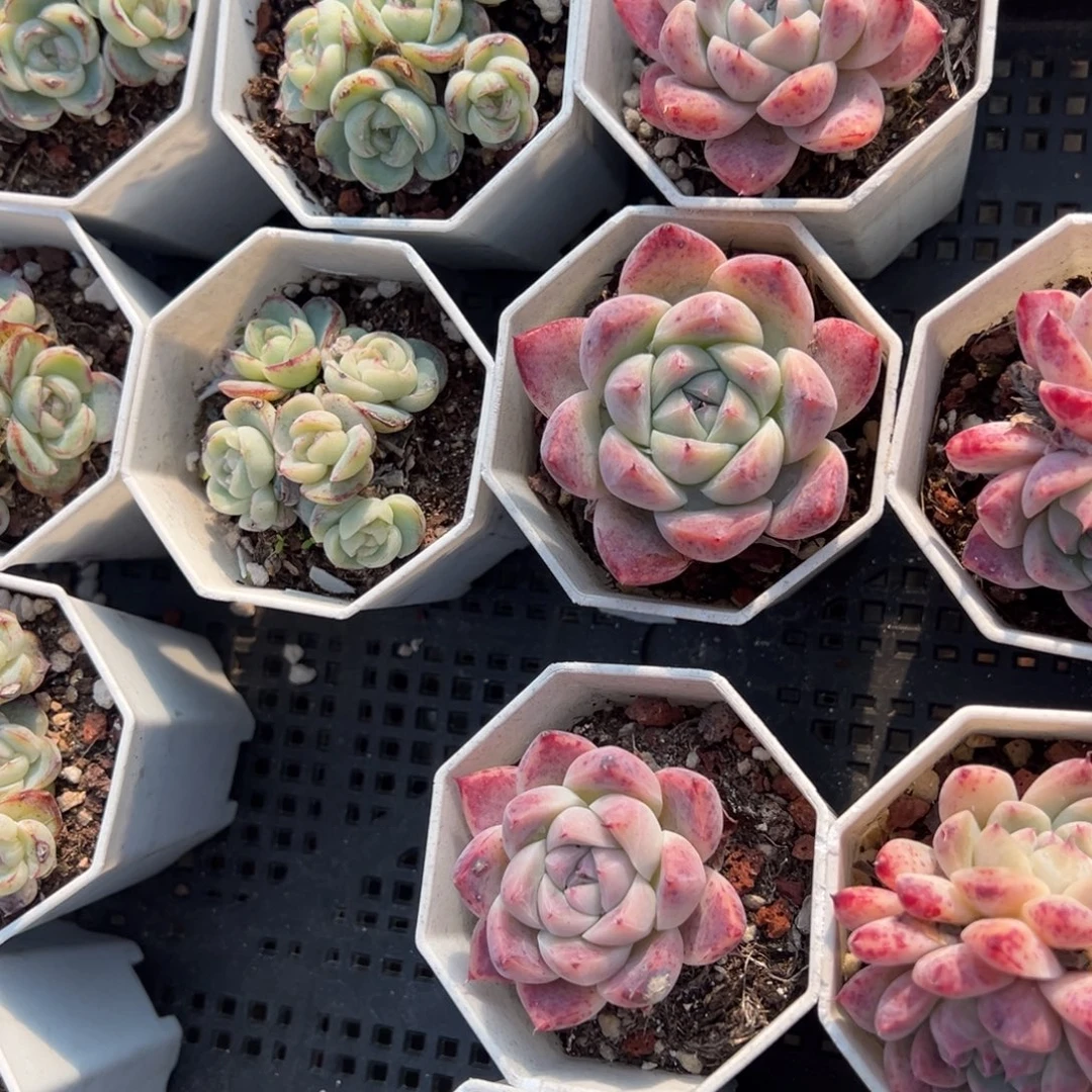 如梦令单头到手1颗量拍多肉满20元包邮