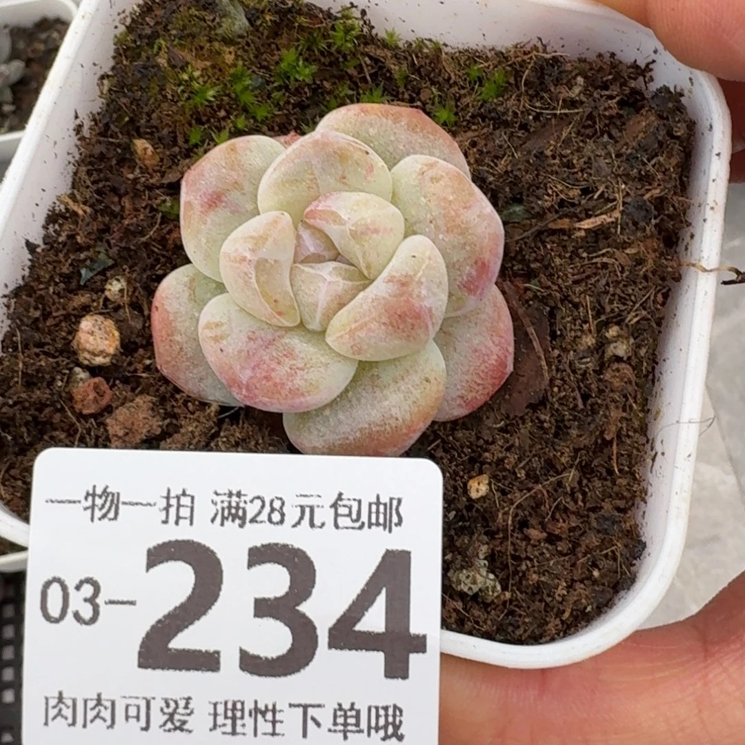 石化冰玉无盆土发货无盆