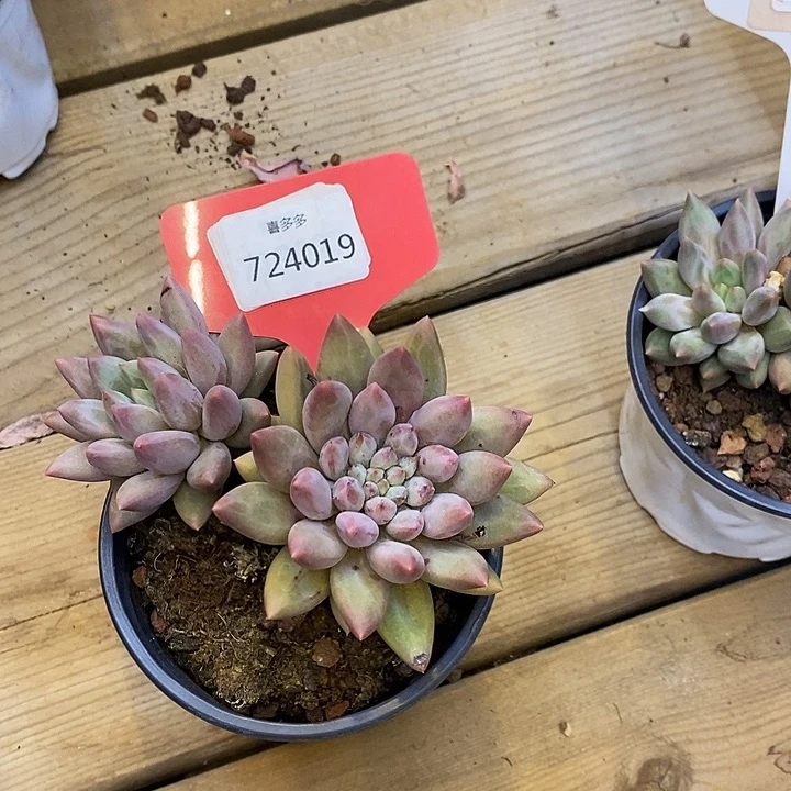 会***儿724019，红蜻蜓