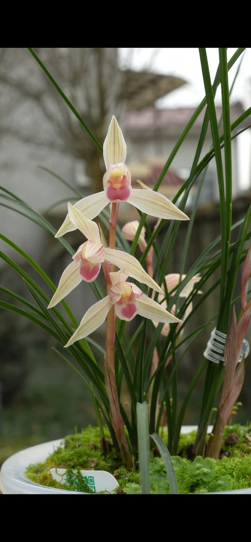 莲瓣兰水点桃花