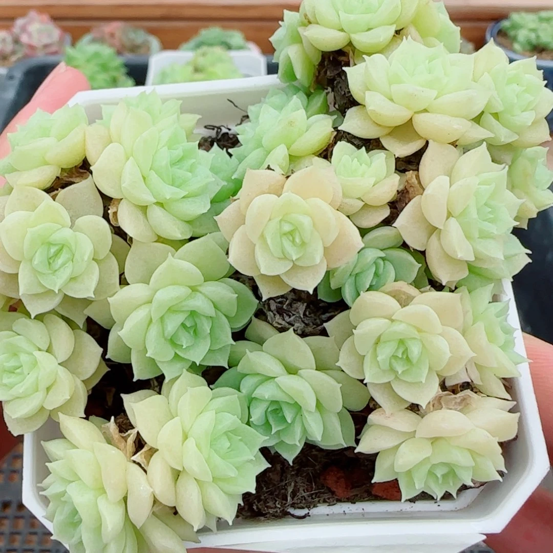 花语逸镜0928-52散