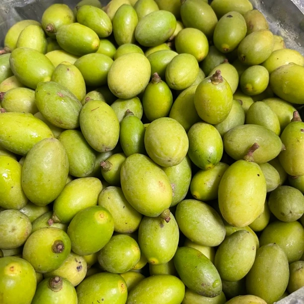 本地老树凌峰橄榄果新鲜采摘煲汤 泡酒 生吃现摘现发一斤装