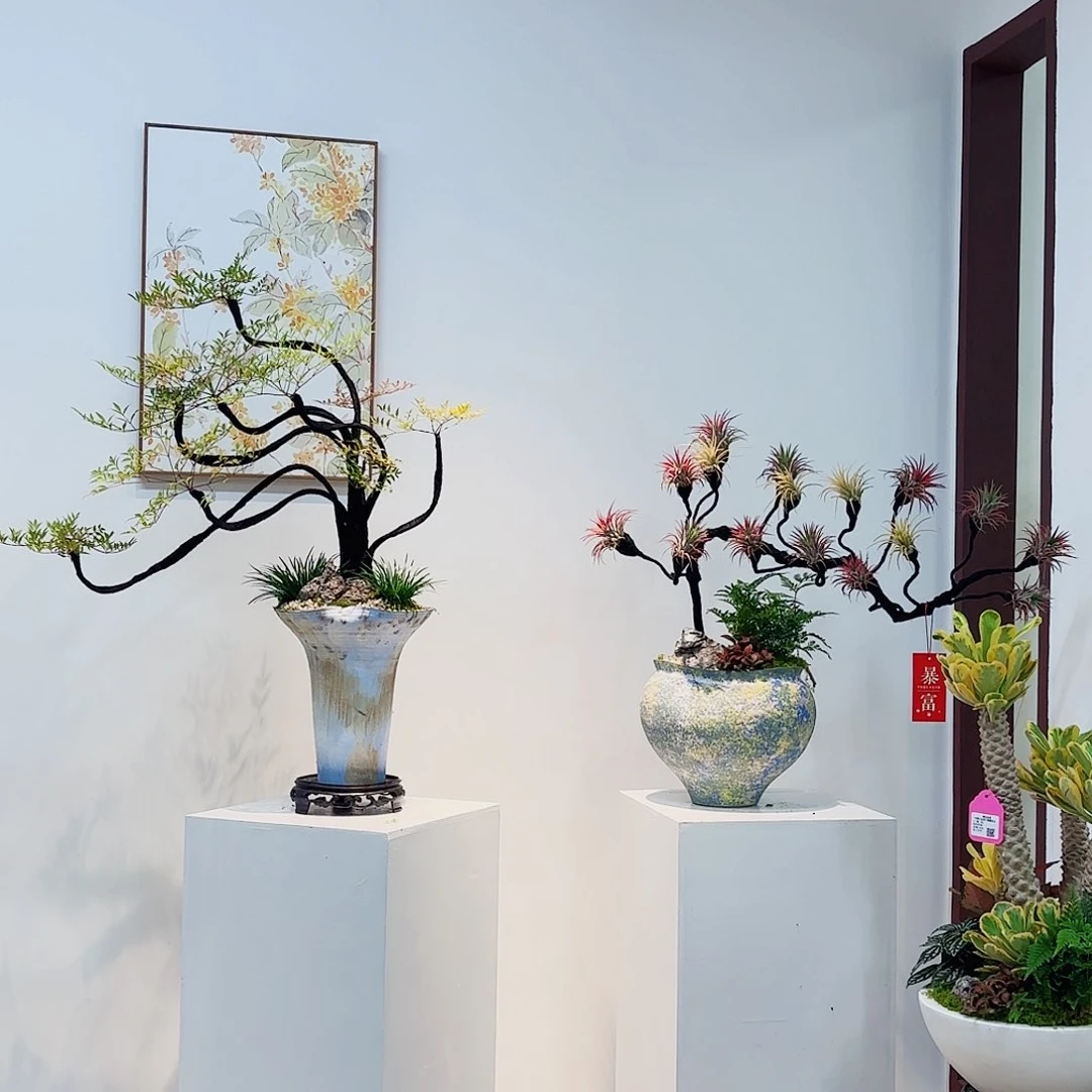 无花朵高端盆景一物一拍