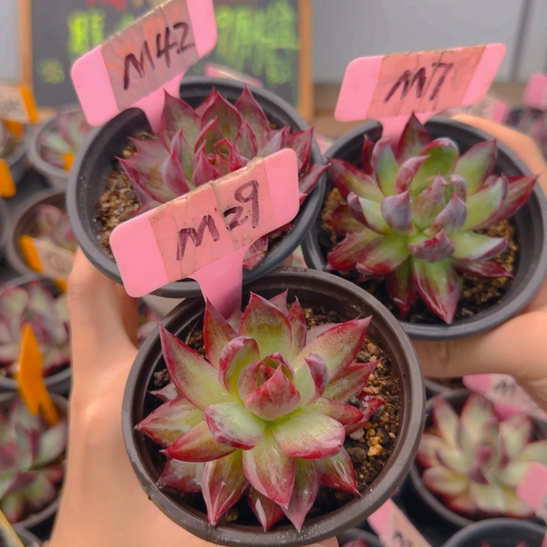 沒*M7-29-42惊鸿单头多肉