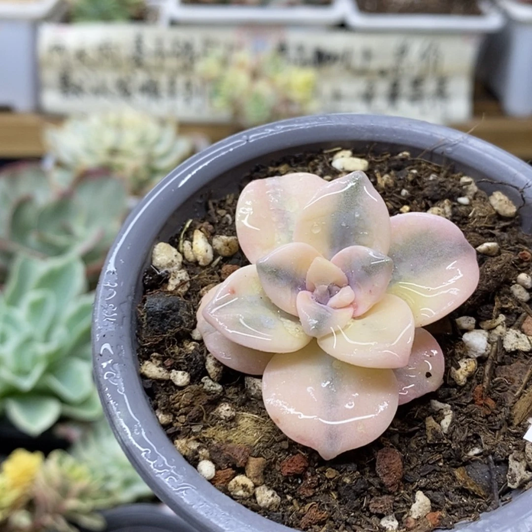 24175 粉紫乐锦多肉