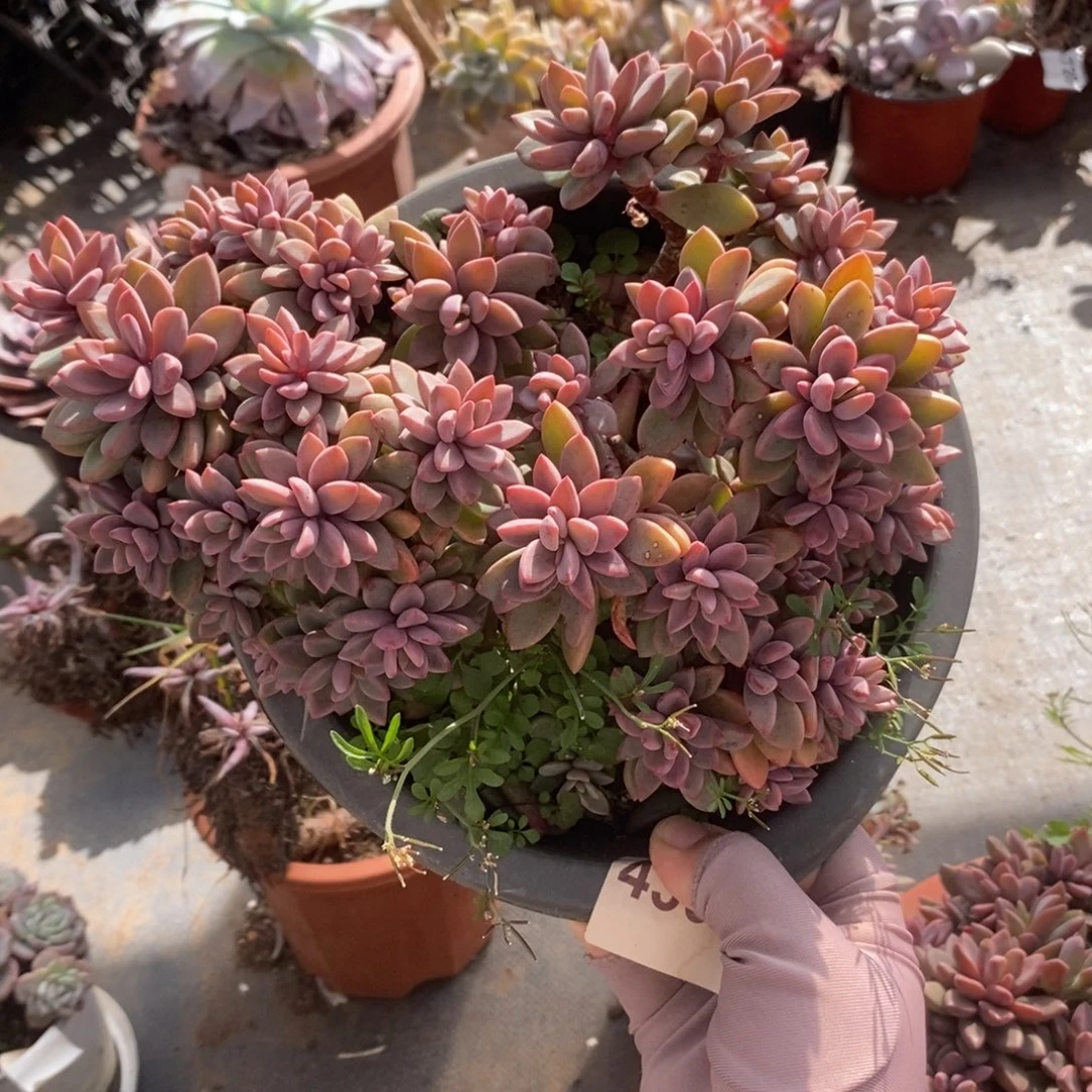 4396紫心老桩一物一拍