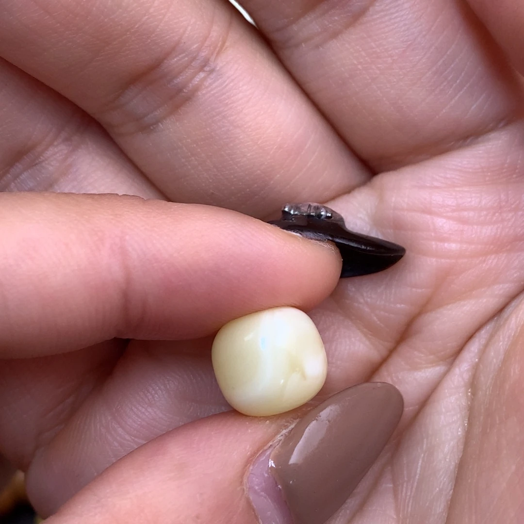 琥珀未镶嵌裸石蜜蜡11