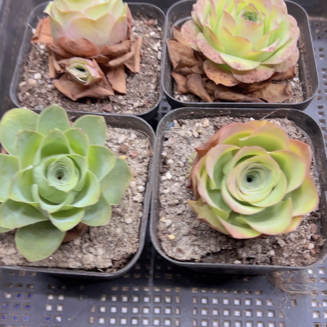 569 侧牙掉了不包损无售后