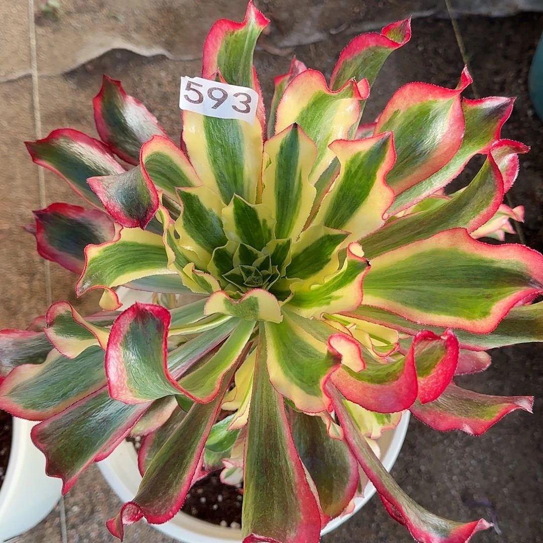 多肉植物法师魅影593