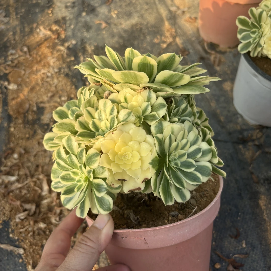 迈巴赫法师 13cm叶展脱土裸根发货 包邮非偏远地区