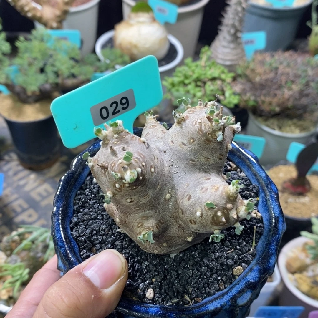 格加杂嗯特美厚炖菊