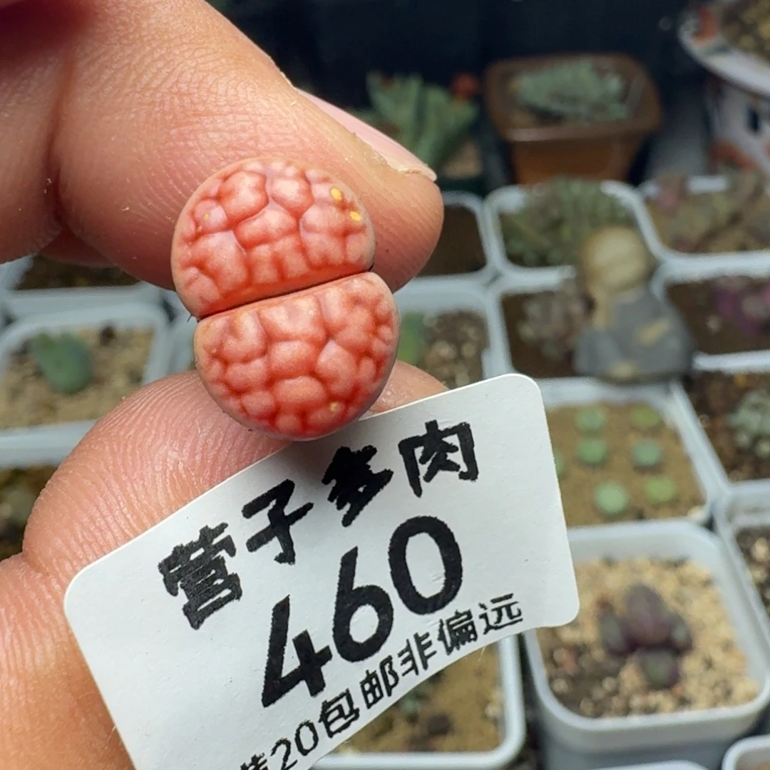阿克赛尔玫瑰。