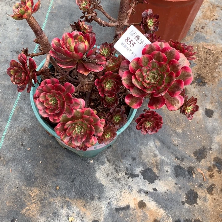 平****855不知名多肉植物特价