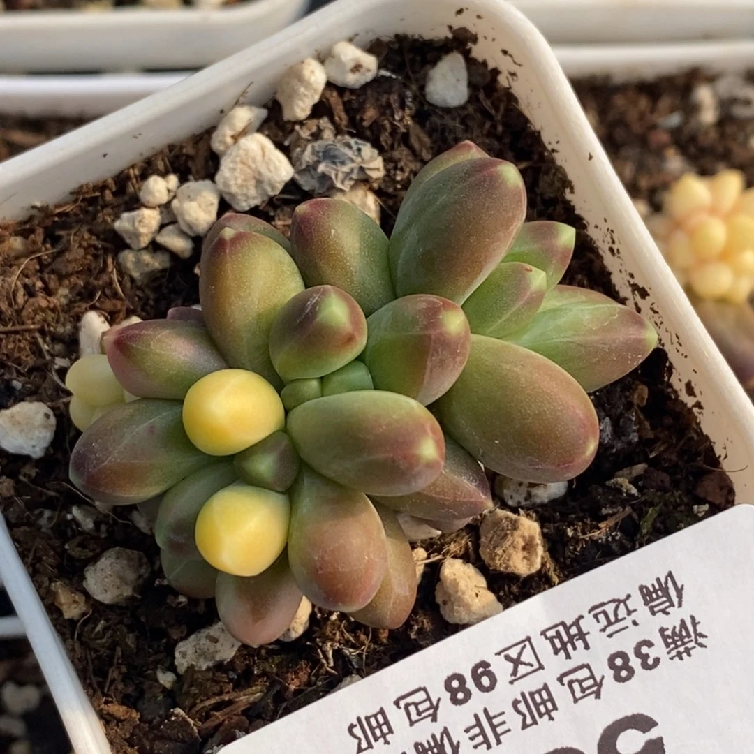 538千代田之松锦小小群